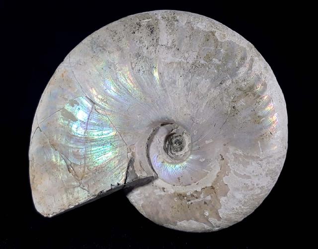 Cleoniceras (Grycia) cf. besairiei COLLIGNON 1949 - Bild © FossNet FossilienStore